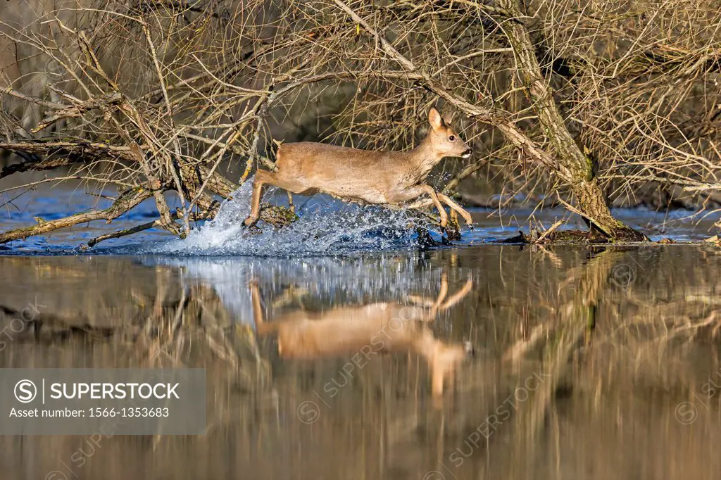 France, Alsace, Rhine forest, European roe deer Capreolus capreolus, a female is crossing an arm of water.