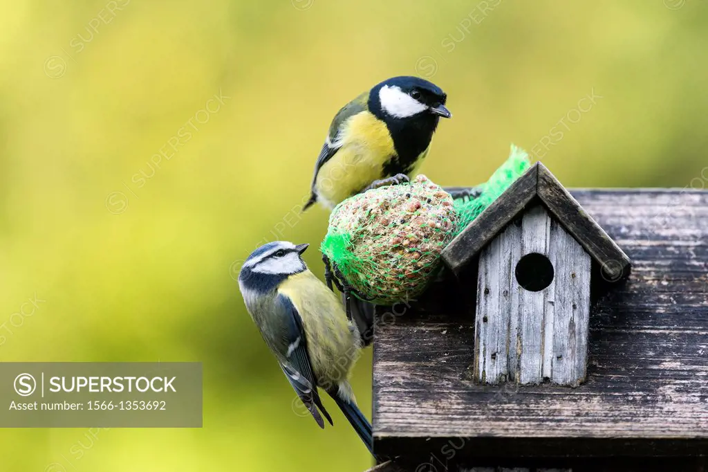 France, Brittany, Rennes, Birds at the feeder, Blue Tit Cyanistes caeruleus, Great Tit Parus major, .