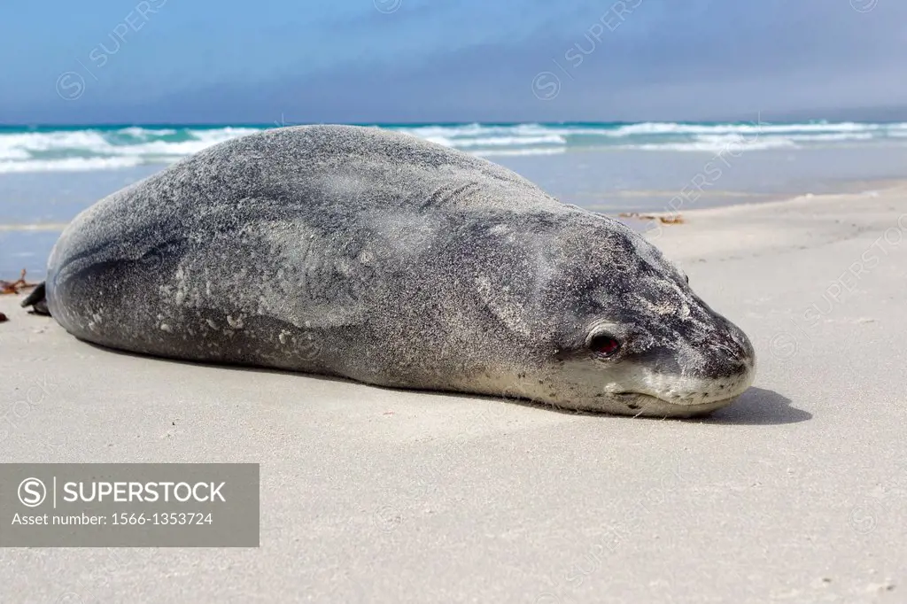 Falkland Islands, Saunders island, Leopard Seal Hydrurga leptonyx on the beach.
