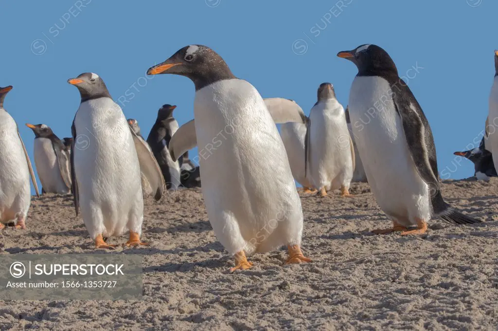 Falkland Islands, Saunders island, Gentoo Penguin Pygoscelis papua papua, on the beach.