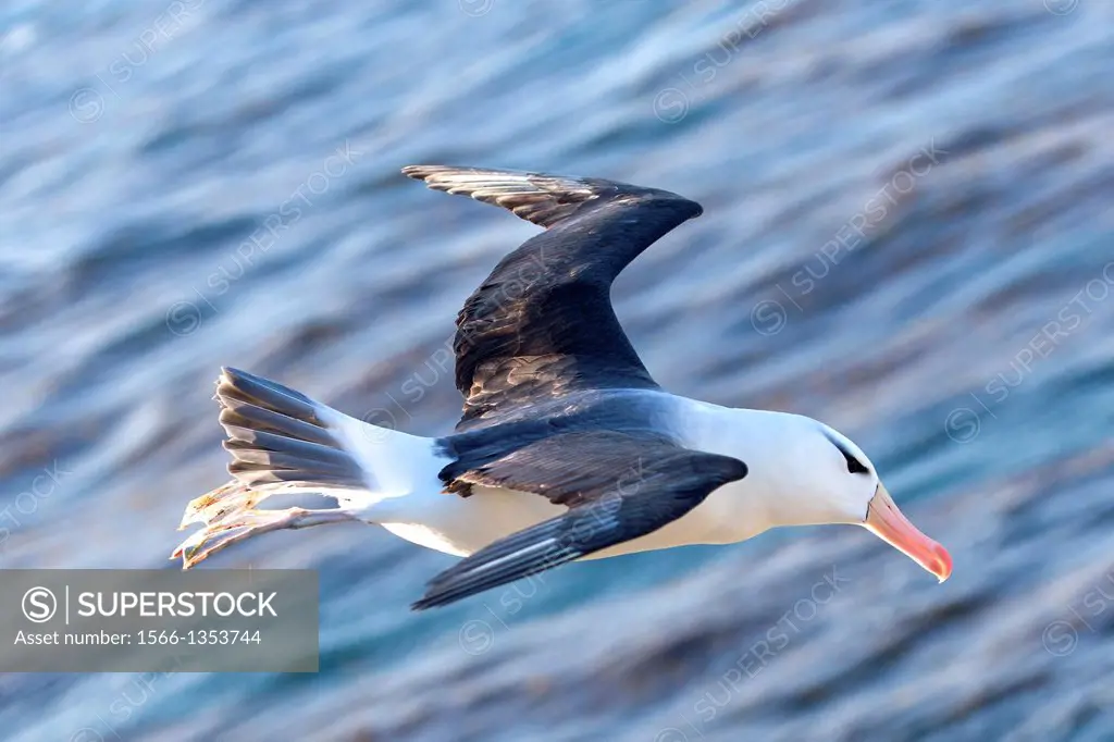 Falkland Islands, Saunders island, Black browed Albatross Thalassarche melanophrys, in flight.