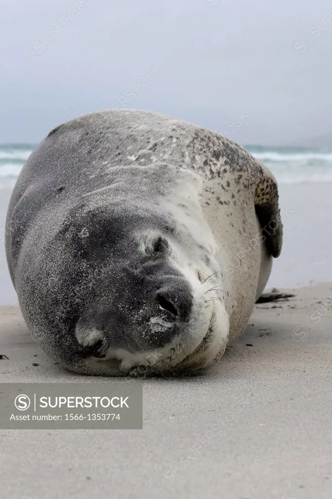 Falkland Islands, Saunders island, Leopard Seal Hydrurga leptonyx on the beach.