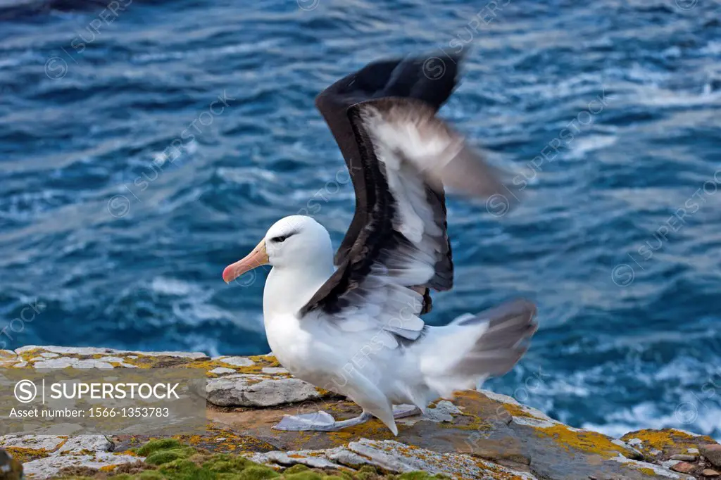 Falkland Islands, Saunders island, Black browed Albatross Thalassarche melanophrys, .