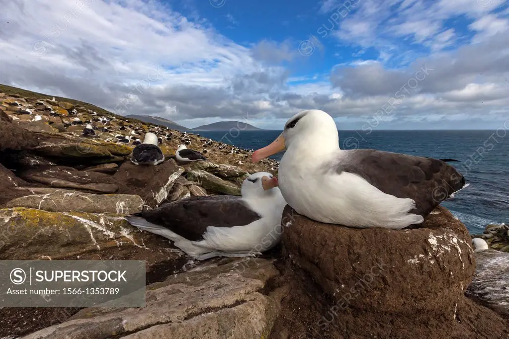 Falkland Islands, Saunders island, Black browed Albatross Thalassarche melanophrys, nest.
