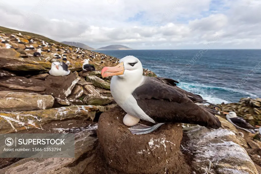 Falkland Islands, Saunders island, Black browed Albatross Thalassarche melanophrys, nest.