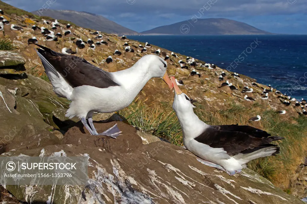 Falkland Islands, Saunders island, Black browed Albatross Thalassarche melanophrys, on the nest.
