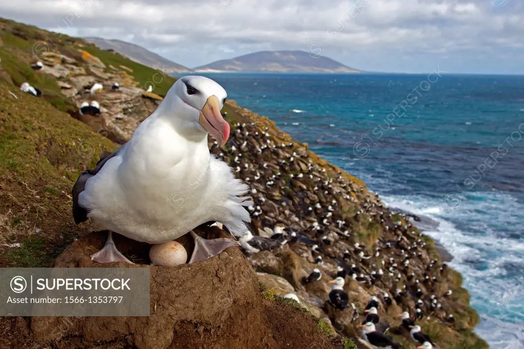 Falkland Islands, Saunders island, Black browed Albatross Thalassarche melanophrys, on the nest.