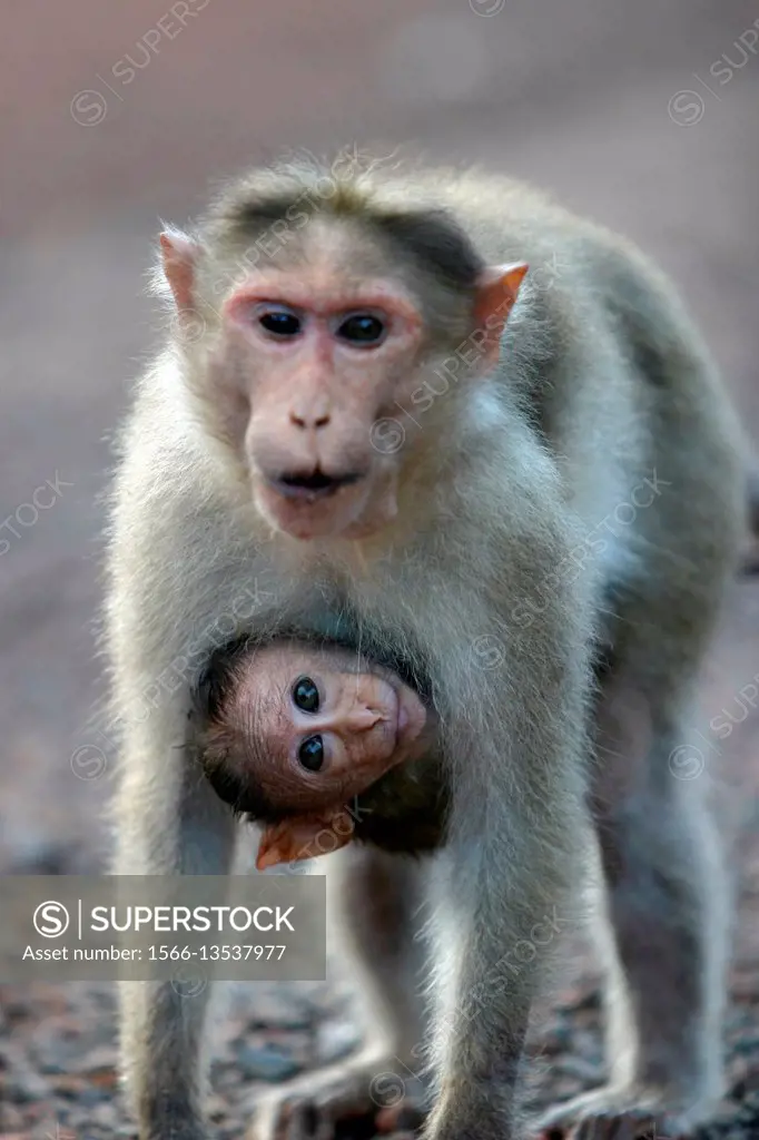 mother and cub. Rhesus Monkey