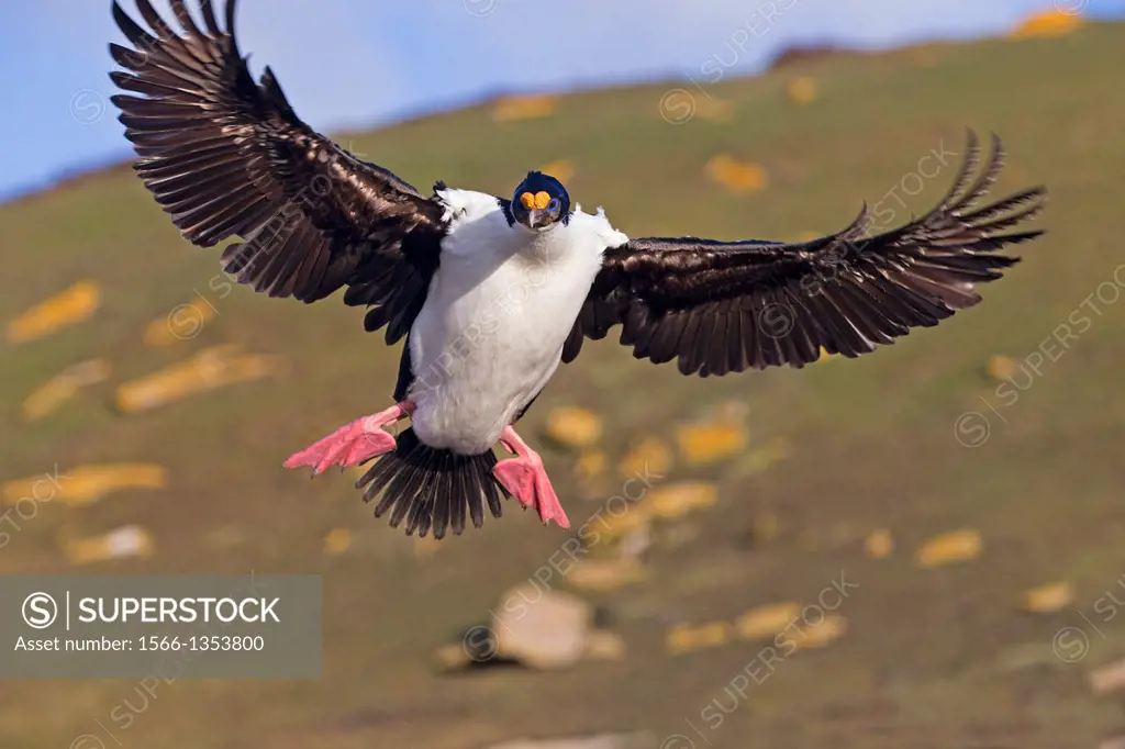 Falkland Islands, Saunders island, King Shag or Imperial Shag Phalacrocorax atriceps albiventer, in flight.