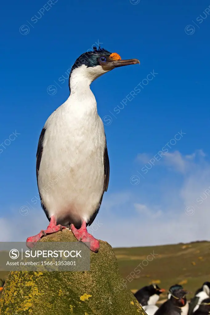 Falkland Islands, Saunders island, King Shag or Imperial Shag Phalacrocorax atriceps albiventer, .