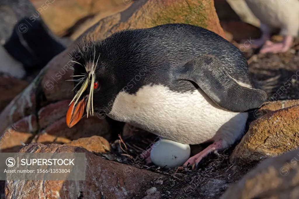 Falkland Islands, Saunders island, Rockery, Rockhopper penguin Eudyptes chrysocome chrysocome, on the nest with egg.