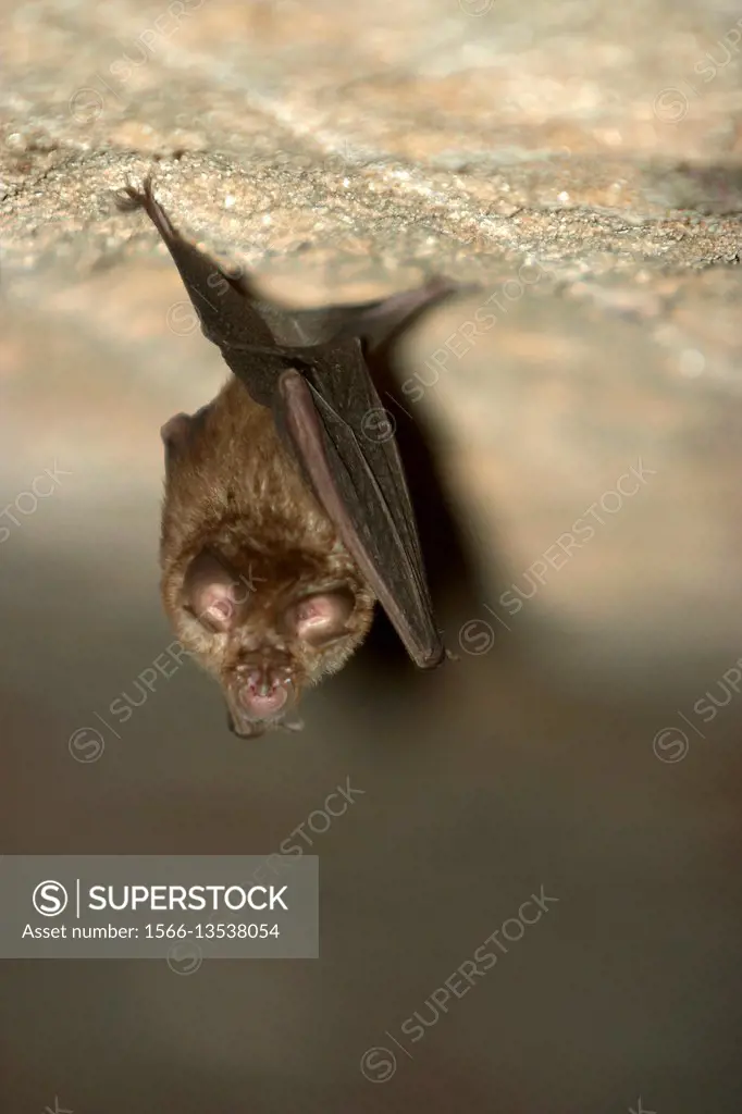 Free tailed bat, Tadarida brasiliensis, Bandhavgarh National park, Madhya Pradesh, India.