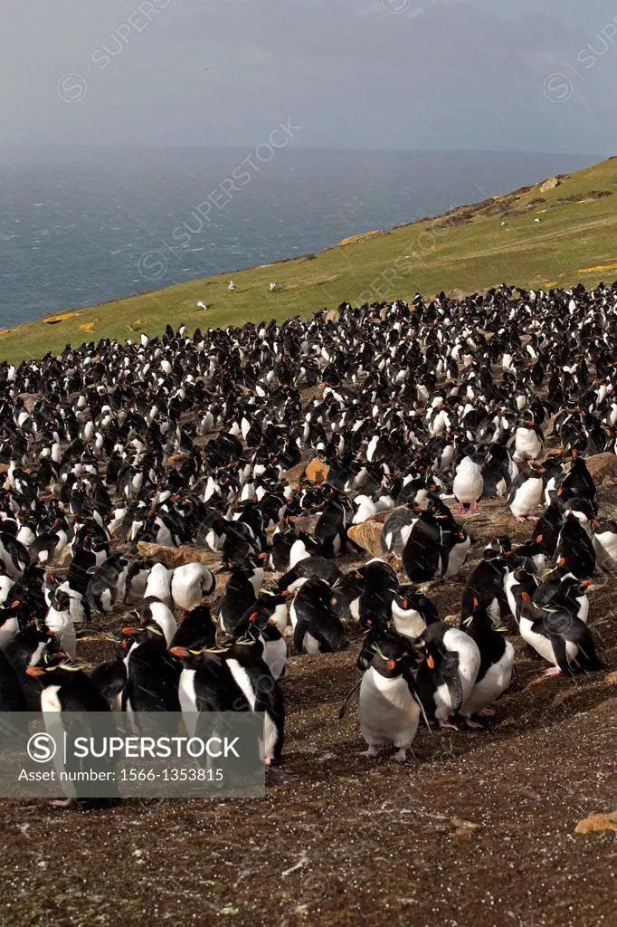 Falkland Islands, Saunders island, Rockery, Rockhopper penguin Eudyptes chrysocome chrysocome .