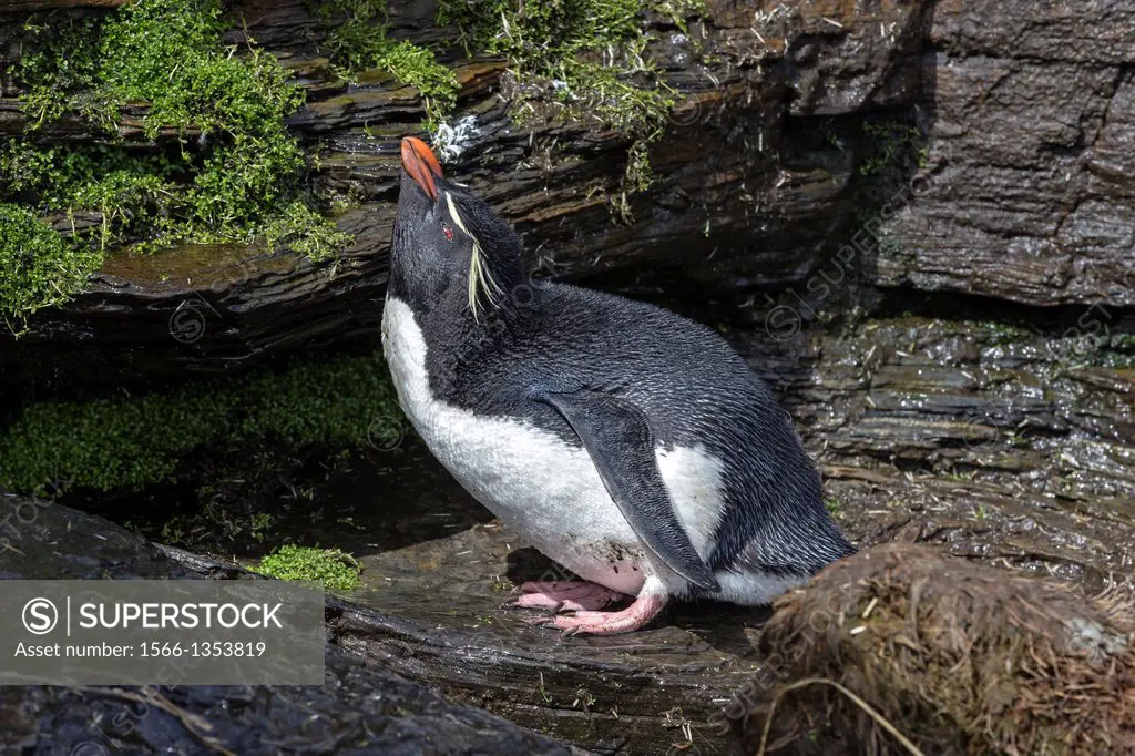 Falkland Islands, Saunders island, Rockery, Rockhopper penguin Eudyptes chrysocome chrysocome, the shower.