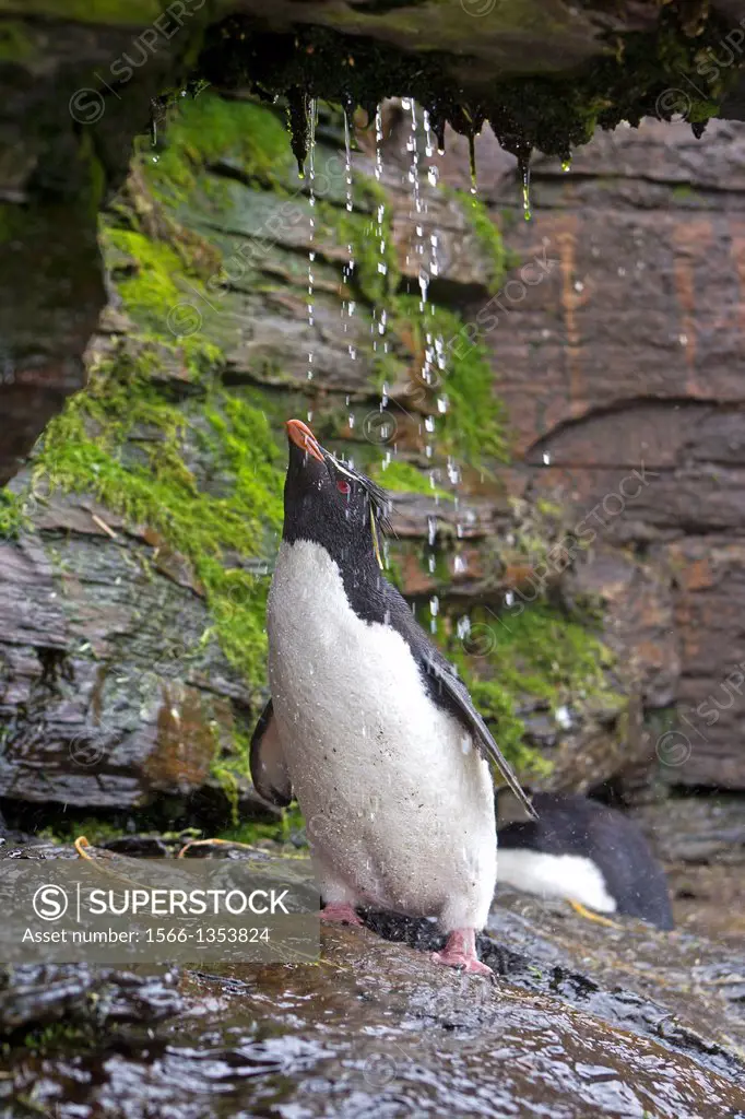 Falkland Islands, Saunders island, Rockery, Rockhopper penguin Eudyptes chrysocome chrysocome, the shower.