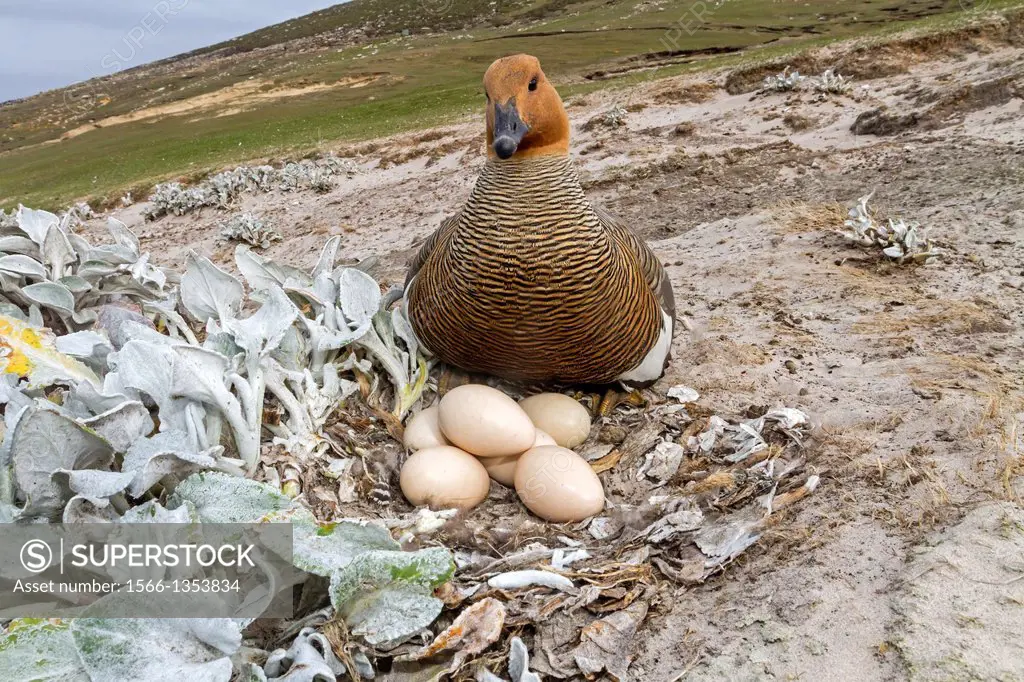Falkland Islands, Saunders island, Upland Goose or Magellan Goose Chloephaga picta, on the nest.
