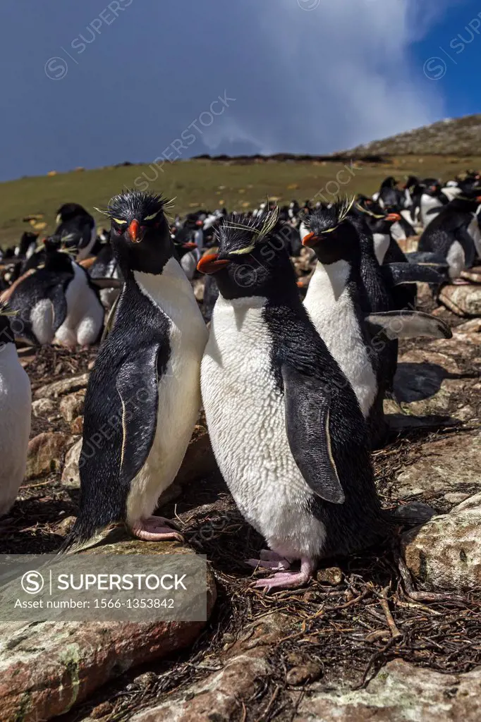 Falkland Islands, Saunders island, Rockery, Rockhopper penguin Eudyptes chrysocome chrysocome .