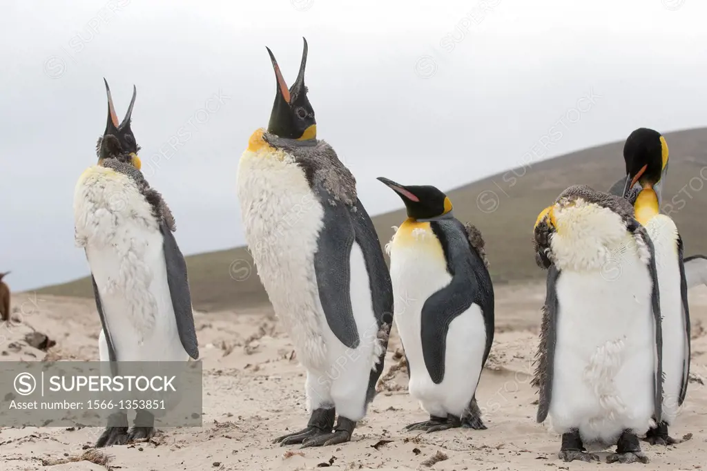 Falkland Islands, Saunders island, The Neck, King Penguin Aptenodytes patagonicus, adults moulting.
