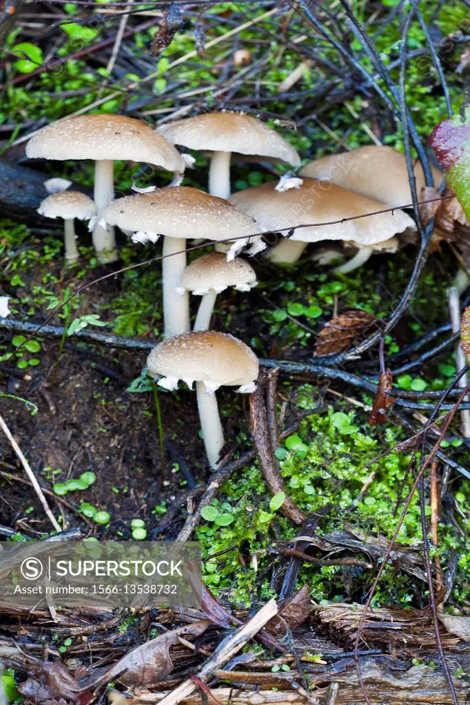Mushrooms in the chestnut. El Real de San Vicente. Toledo. Castilla la Mancha. Spain. Europe.