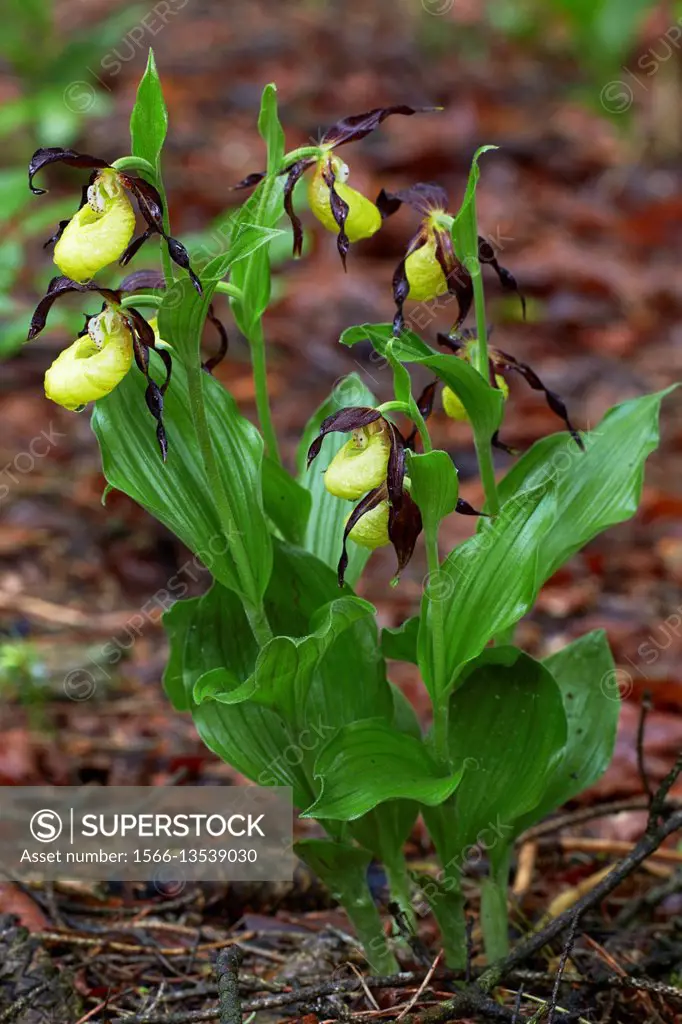 Lady's Slipper orchids (Cypripedium calceolus) blooming after heavy rain in forest - Bavaria / Germany