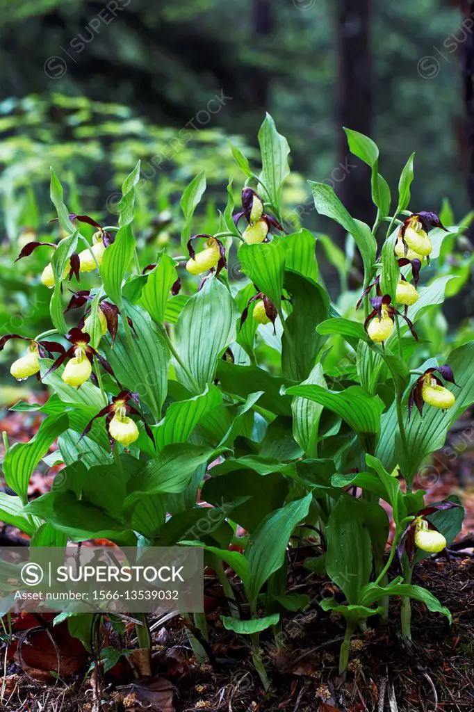Lady's Slipper orchids (Cypripedium calceolus) blooming after heavy rain in forest - Bavaria / Germany