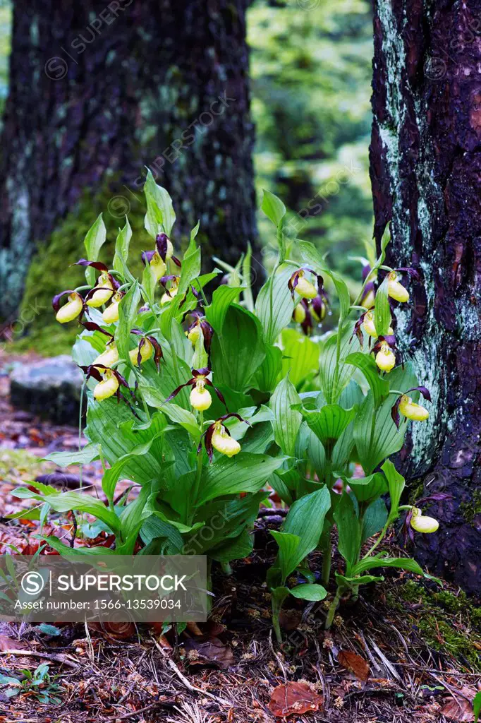 Lady's Slipper orchids (Cypripedium calceolus) blooming after rain in mixed forest - Bavaria / Germany