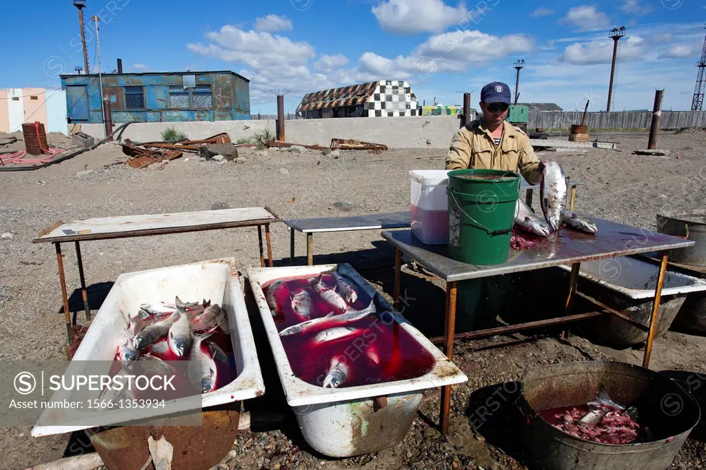 Russia , Chukotka autonomous district , Anadyr , headtown of the district , people fishing the Chum salmon or dog salmon or Keta salmon or Silverbrite...