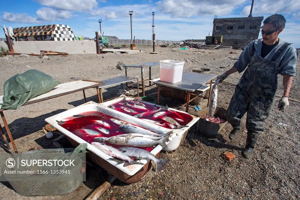 Russia , Chukotka autonomous district , Anadyr , headtown of the district , people fishing the Chum salmon or dog salmon or Keta salmon or Silverbrite...