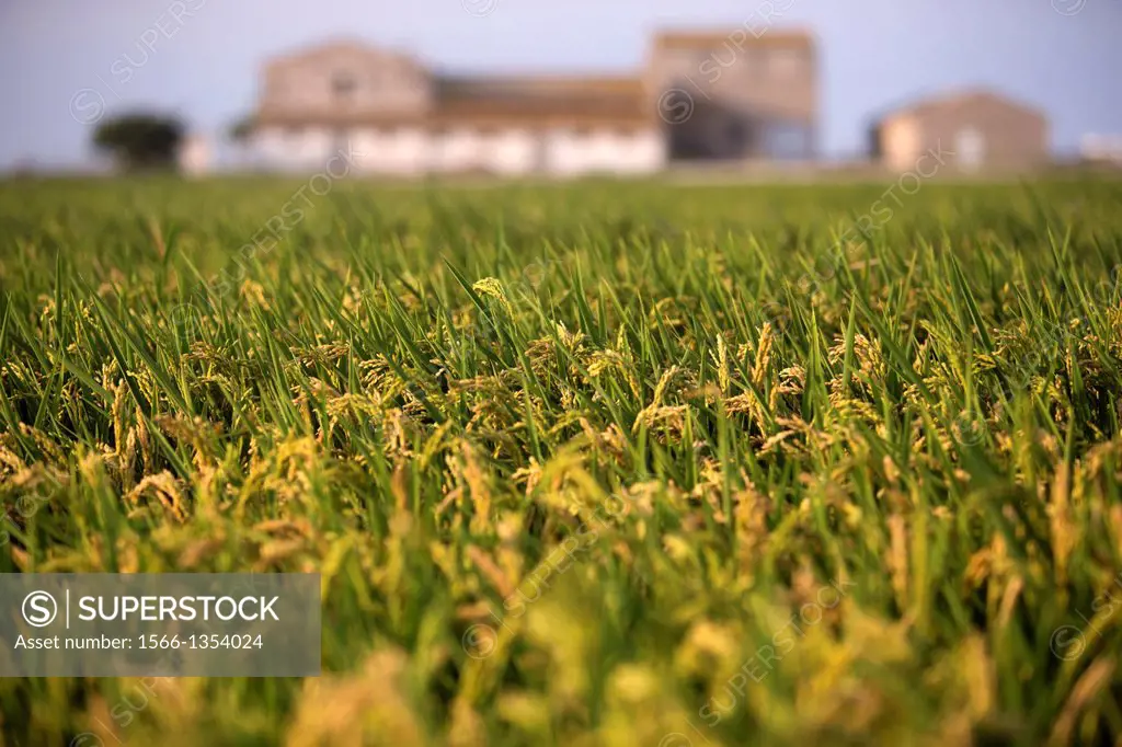 Rice field at El Perello, Valencia, Spain
