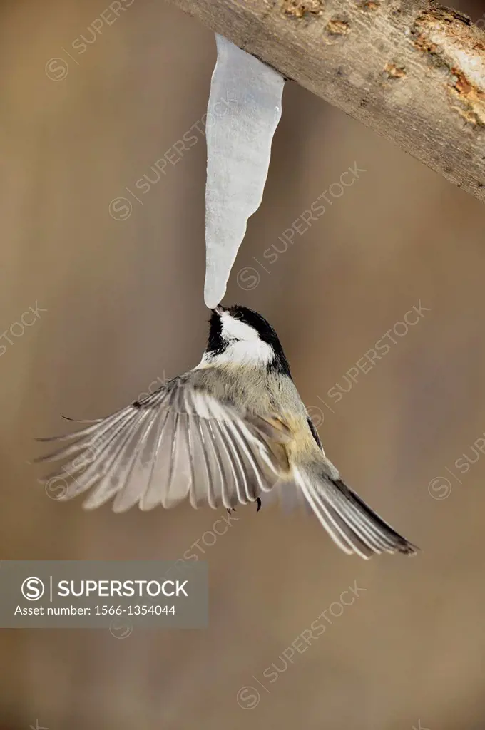 Black-capped Chickadee (Poecile atricapillus) Hovering and feeding on maple sap dripping from a maple icicle, Greater Sudbury (Lively), Ontario, Canad...
