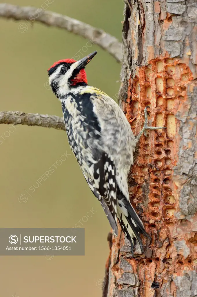 Yellow-bellied Sapsucker (Sphyrapicus varius) Male, drilling holes in a young red pine, Greater Sudbury (Lively), Ontario, Canada
