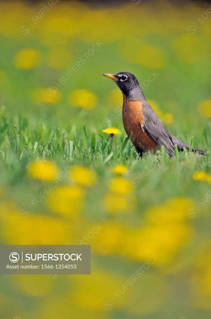 American robin (Turdus migratorius) Hunting among dandelions on a residential lawn, Greater Sudbury (Lively), Ontario, Canada