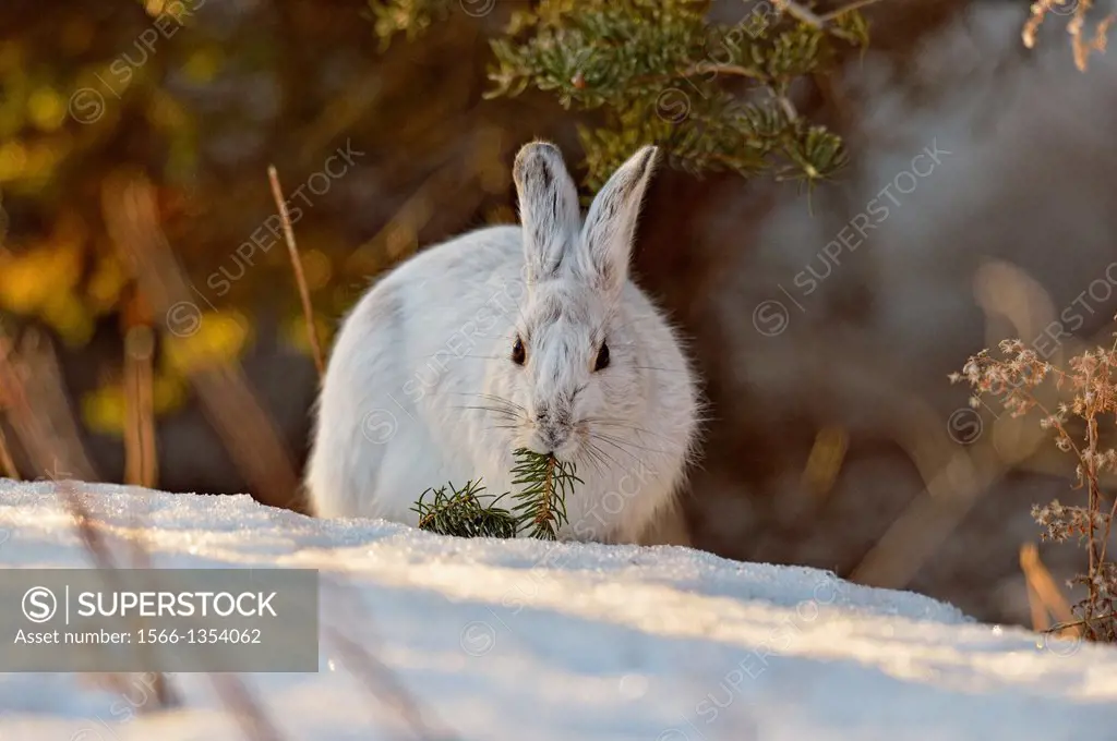 Varying/snowshoe hare (Lepus americanus) Eating spruce needles Late winter., Greater Sudbury (Lively), Ontario, Canada