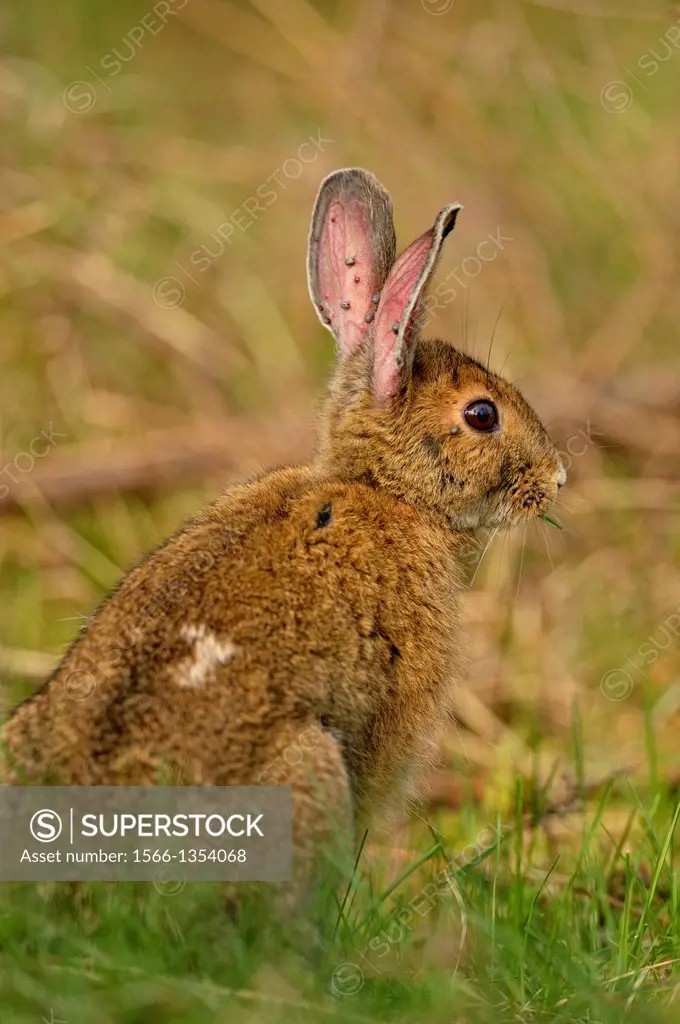 Snowshoe hare (Lepus americanus), also called the varying hare. Summer pelage, with ticks infesting its ears, Greater Sudbury (Lively), Ontario, Canad...