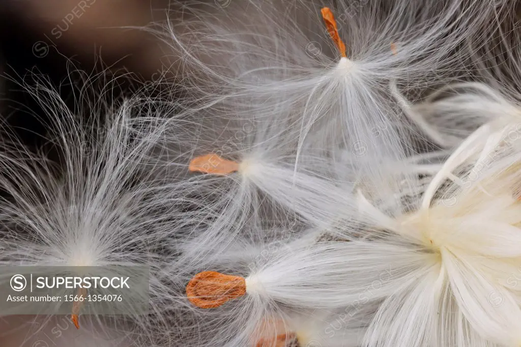 Common Milkweed (Asclepias syriaca) Bursting seed pod, Greater Sudbury (Lively), Ontario, Canada