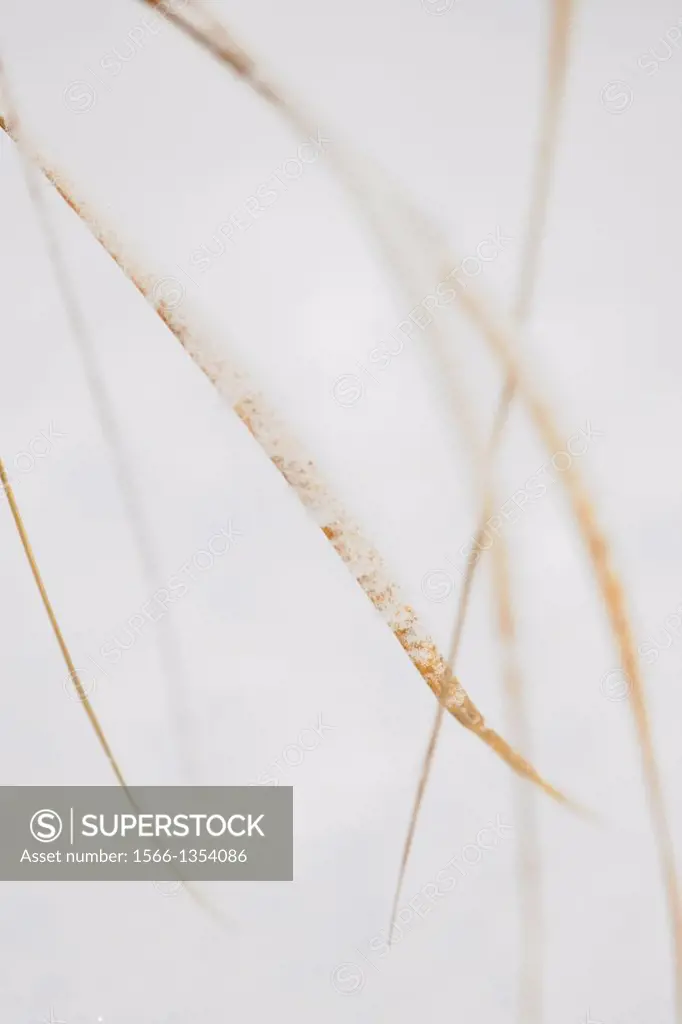 Red top (Agrostis gigantea) grass blades with a light dusting of snow, Greater Sudbury (Lively), Ontario, Canada
