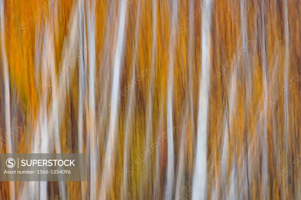 A grove of silver birch in late autumn, Greater Sudbury (Lively), Ontario, Canada