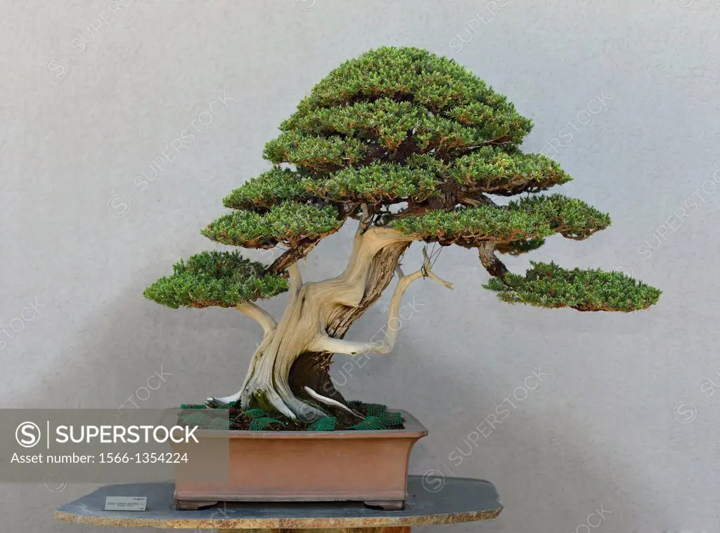 Juniperus chinensis bonsai