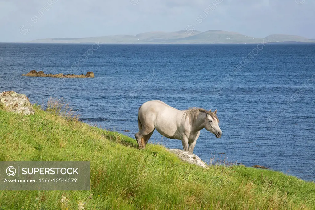 Wild Horse at Tully; Connemara; Galway; Ireland.