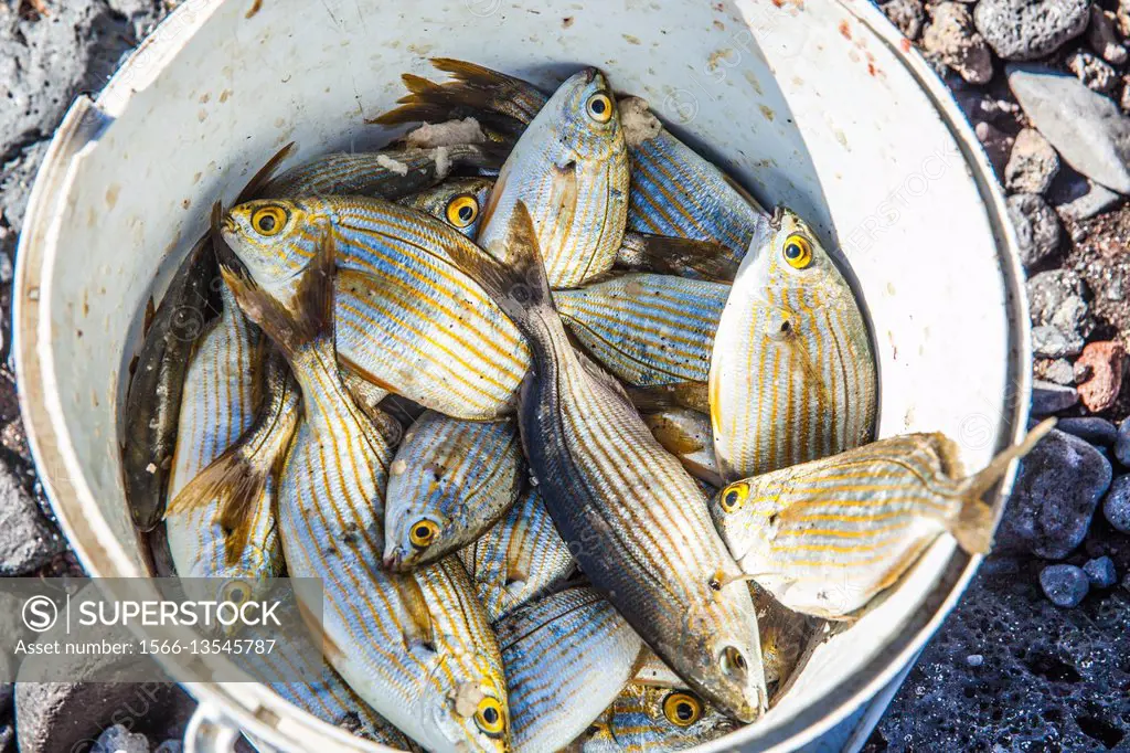 white bucket half-full of sea fishes from Tenerife island - SuperStock
