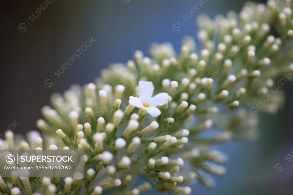 exquisite buddleia davidii white flowering spike - summer favourite.
