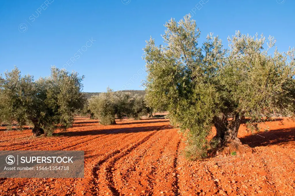 Olive grove. Los Yebenes, Toledo province, Castilla La Mancha, Spain.