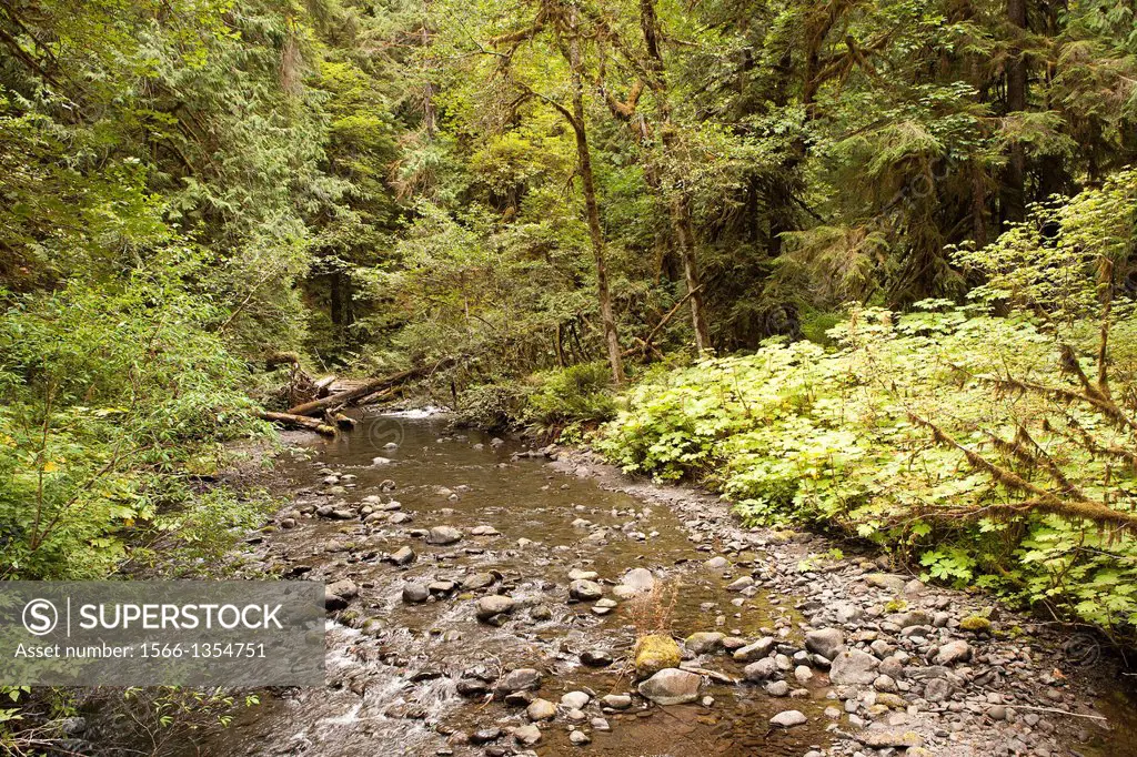 Stream bed bisects a dense mountain forest.