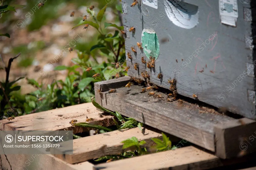 Bee Hive. Thurmont Maryland USA