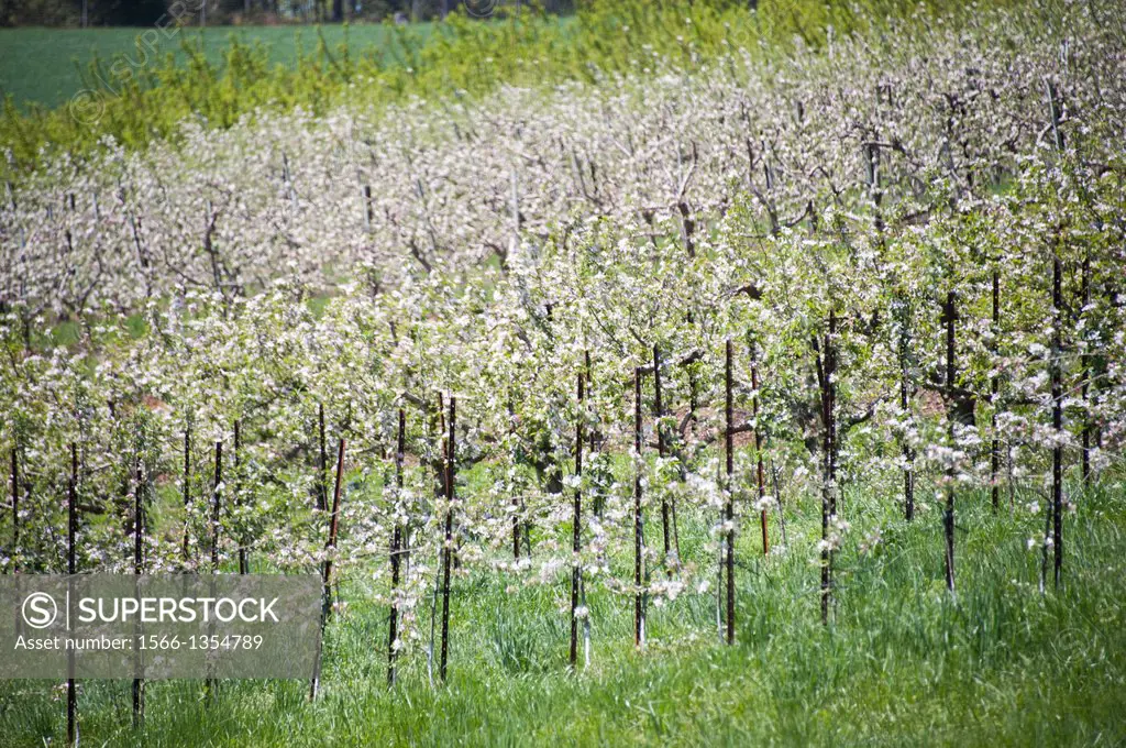 Apple Orchard. Thurmont Maryland USA