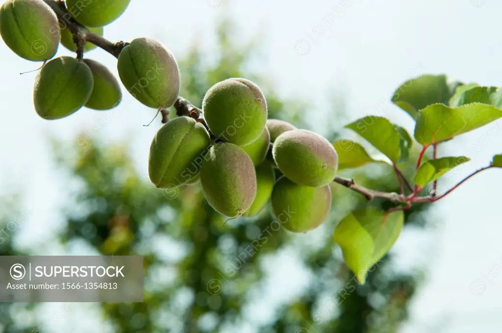 Green Apricots on a Branch. Biglersville Pennsylvania USA