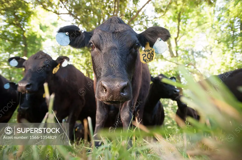 Beef Cattle. Wye Mills Maryland USA