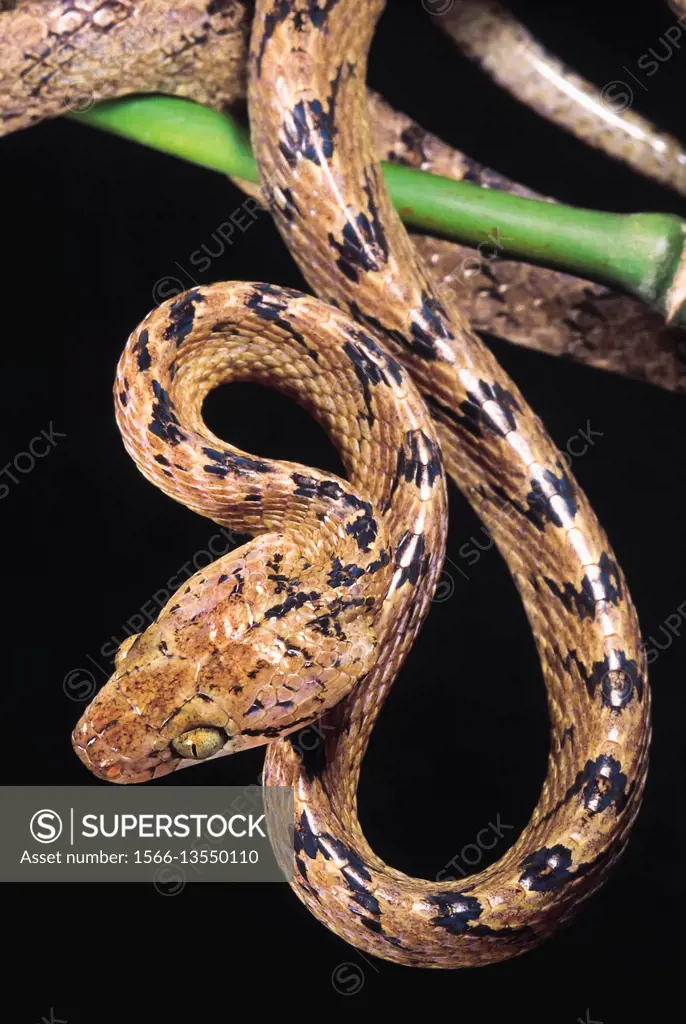 Boiga Beddomei. Beddome's Cat snake. Non venomous. Maharashtra, India.