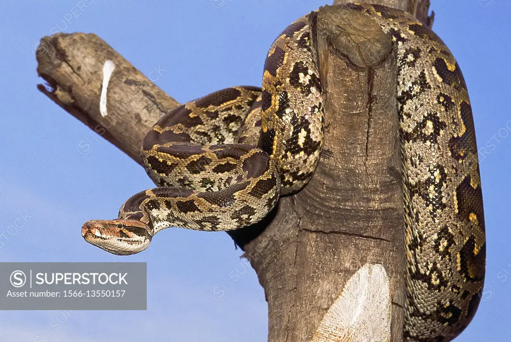 INDIAN ROCK PYTHON Python molurus molurus from Maharashtra, India.