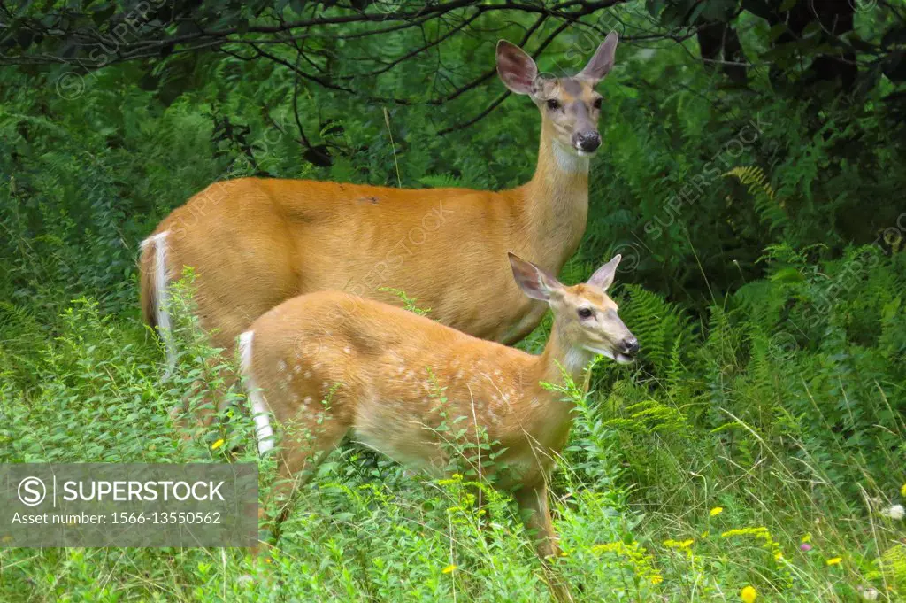 White-tailed Deer (Odocoileus virginianus) doe and fawn